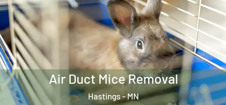 Air Duct Mice Removal Hastings - MN