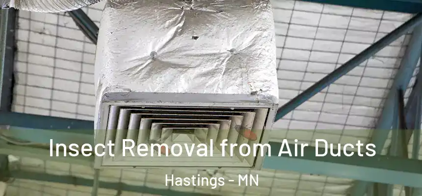 Insect Removal from Air Ducts Hastings - MN